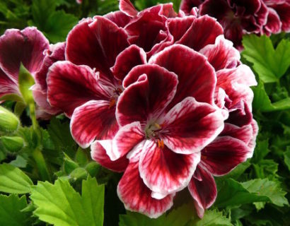 Pelargonium grandiflorum - Franse geranium