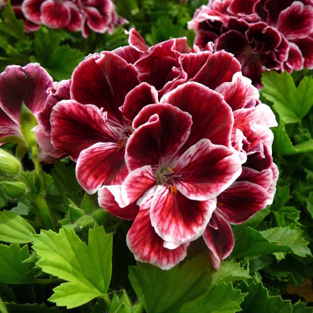 Pelargonium grandiflorum - Franse geranium