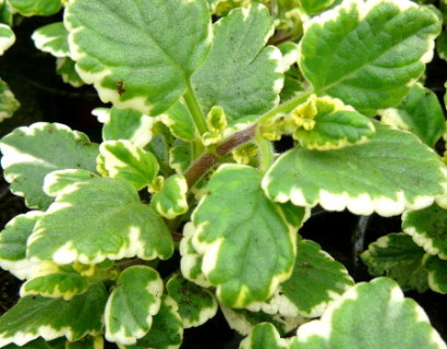 Plectranthus - Plectranthus