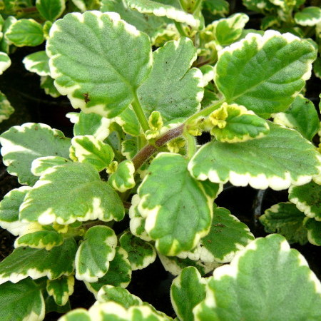 Plectranthus - Plectranthus