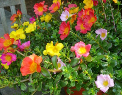 Portulaca ‘Carnaval’ - Portulaca of Portulak