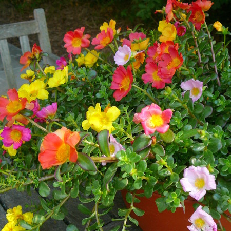 Portulaca ‘Carnaval’ - Portulaca of Portulak