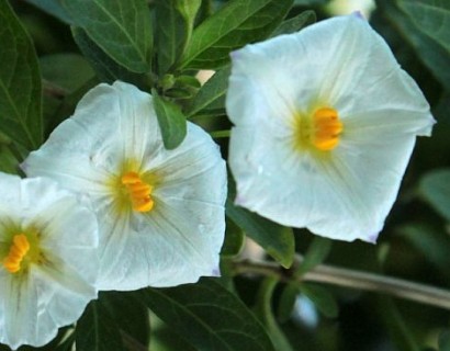 Solanum rant. ‘Charles White’ op stam - Aardappelstruik