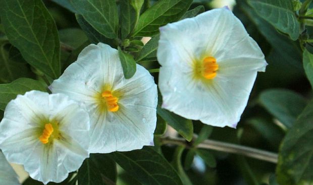 Solanum rant. ‘Charles White’ op stam - Aardappelstruik