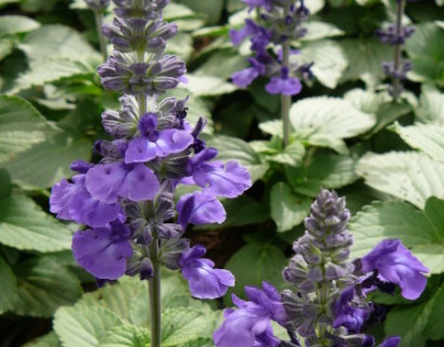 Salvia ‘Mystic Blue’ - Salvia