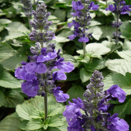 Salvia ‘Mystic Blue’ - Salvia