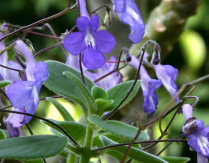 Streptocarpus - Streptocarpus