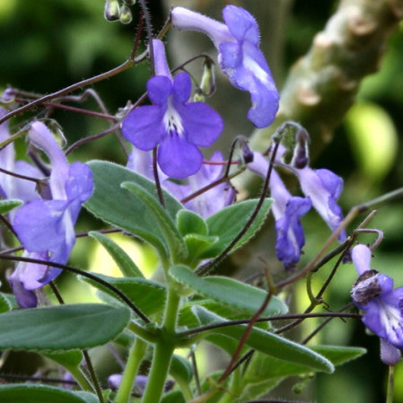 Streptocarpus - Streptocarpus