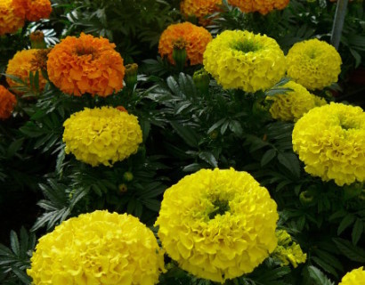 Tagetes grootbloemig - Afrikaantje of stinkertje