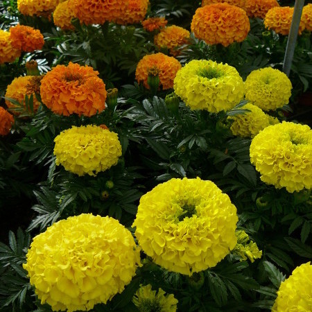 Tagetes grootbloemig - Afrikaantje of stinkertje