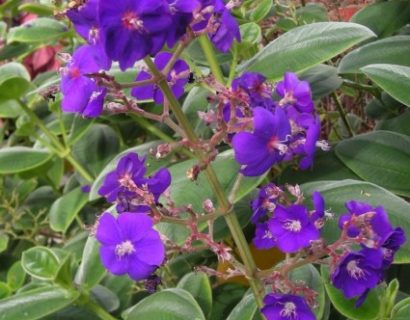 Tibouchina - spinnenbloem