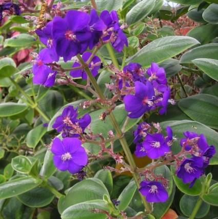 Tibouchina op stam - spinnenbloem