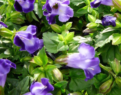 Torenia - Torenia