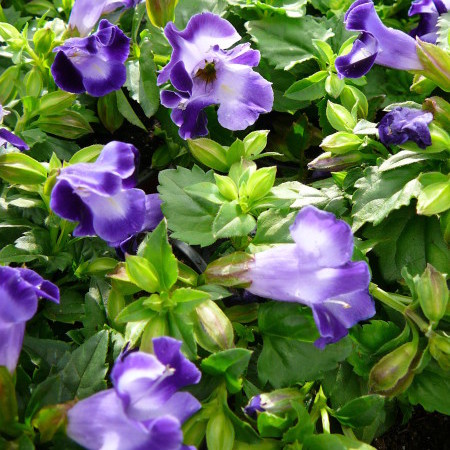 Torenia - Torenia