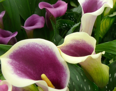Zantedeschia - aronskelk