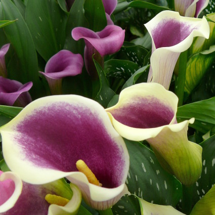 Zantedeschia - aronskelk