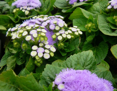 Ageratum -