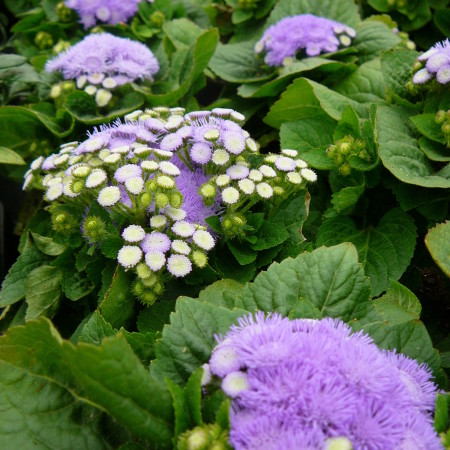 Ageratum - 