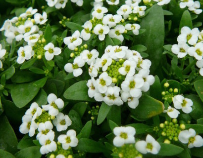 Alyssum of Lobularia - sneeuwkleed