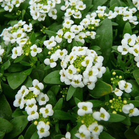 Alyssum of Lobularia - sneeuwkleed