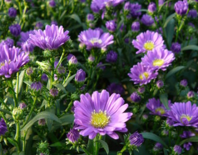 Aster - Herfstaster