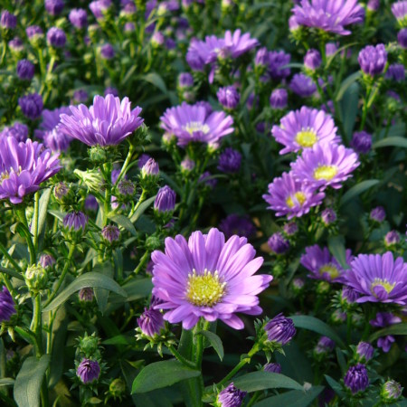 Aster - Herfstaster