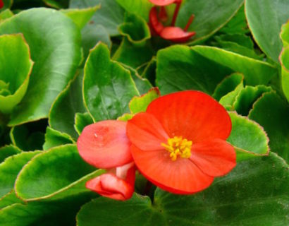 Begonia - Bacopa