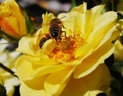 Rosa ‘Bijenweelde Geel’ - bijenweelde roos