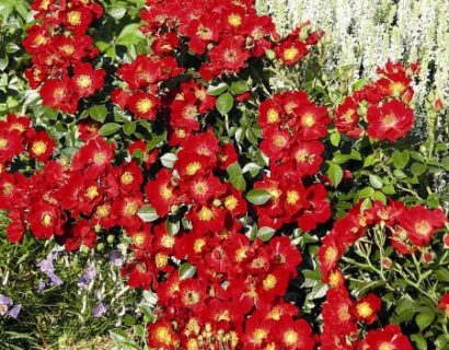 Rosa ‘Bijenweelde Rood’ - Bijenweelde roos