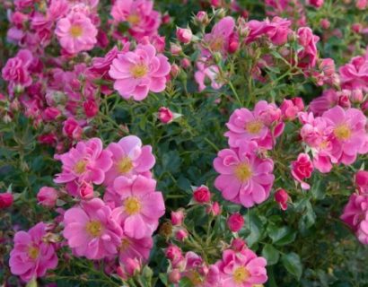 Rosa ‘Bijenweelde Roze’ - Bijenweelde roos
