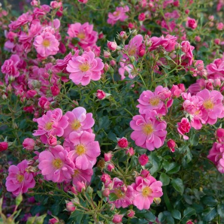 Rosa ‘Bijenweelde Roze’ - Bijenweelde roos