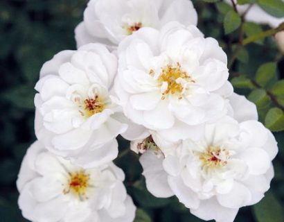 Rosa ‘Bijenweelde Wit’ - Bijenweelde roos