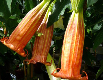 Brugmansia (Datura) - Engelentrompet