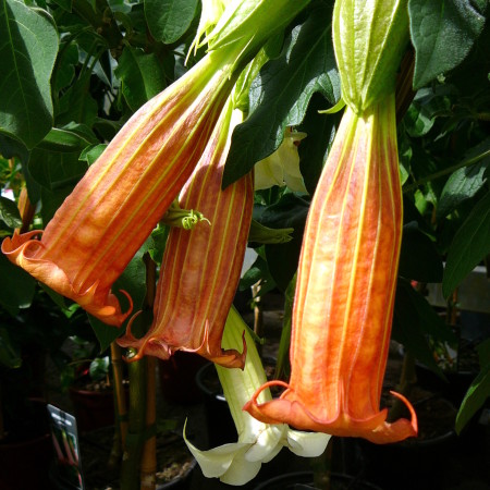 Brugmansia (Datura) op stam - Engelentrompet