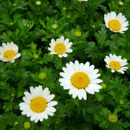 Chrysanthemum - margriet