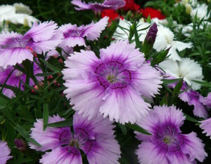 Dianthus - Anjer