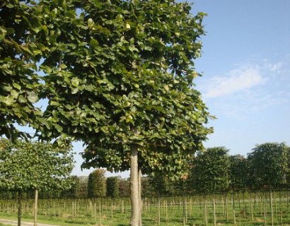 Fagus sylvatica voorgeleid - lei-beuk/groene beuk leivorm