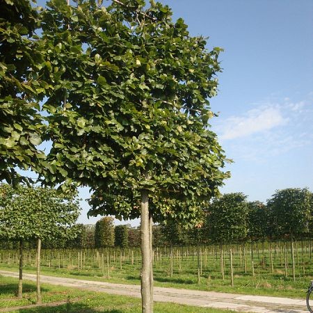 Fagus sylvatica voorgeleid - lei-beuk/groene leivorm - Maréchal