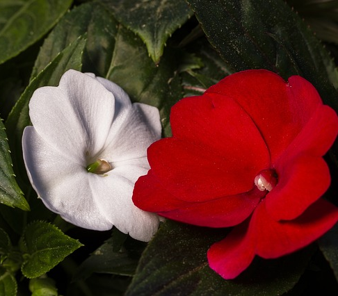 Impatiens ‘New Guinea’ - Vlijtig liesje
