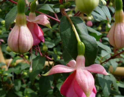 Fuchsia hangend - Bellekensplant