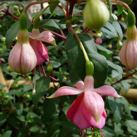 Fuchsia hangend - Bellekensplant