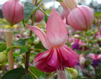 Fuchsia op stam - bellenplant