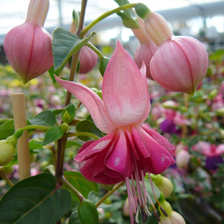 Fuchsia op stam - bellenplant kopen Maréchal