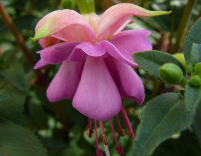 Fuchsia staand - Bellekensplant