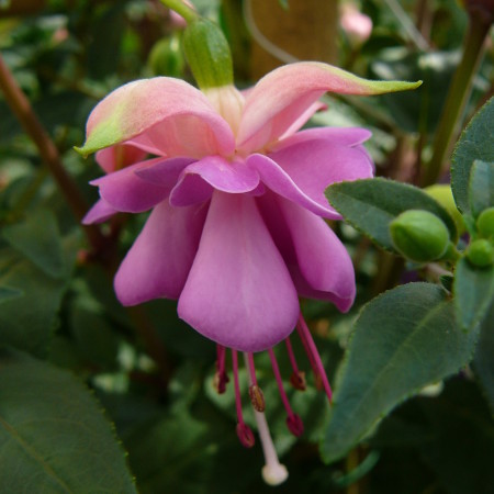 Fuchsia staand - Bellekensplant