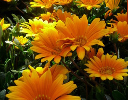 Gazania - Gazania