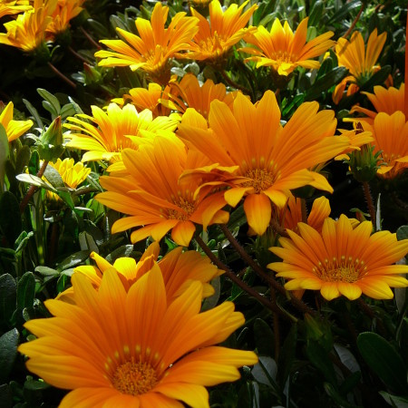 Gazania - Gazania