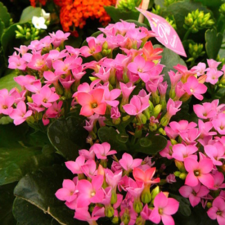 Kalanchoë - 