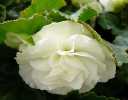 Knolbegonia staand - Staande knolbegonia