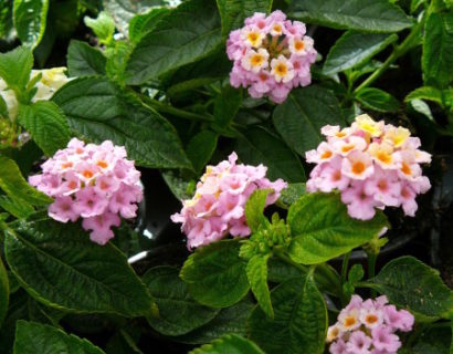 Lantana op stam - Wisselbloem, Verkleurbloem